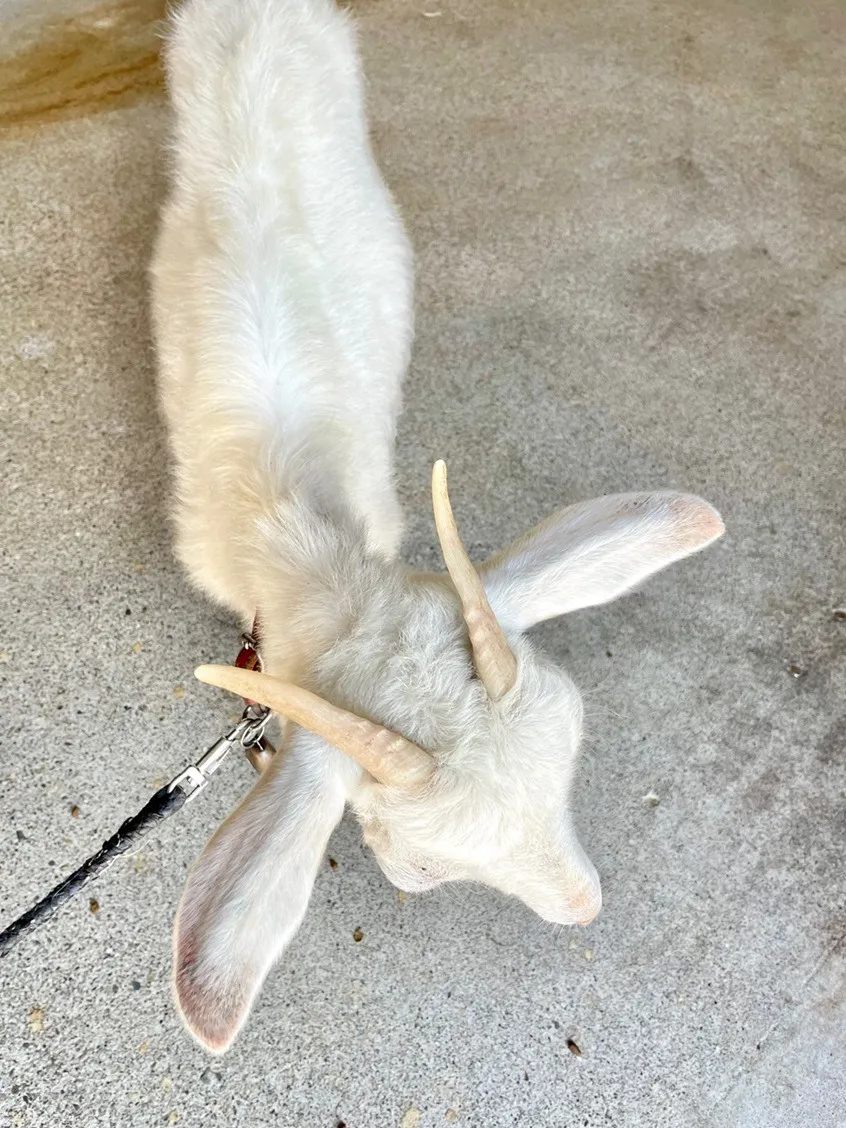 本日のゆきちゃん🐐♡